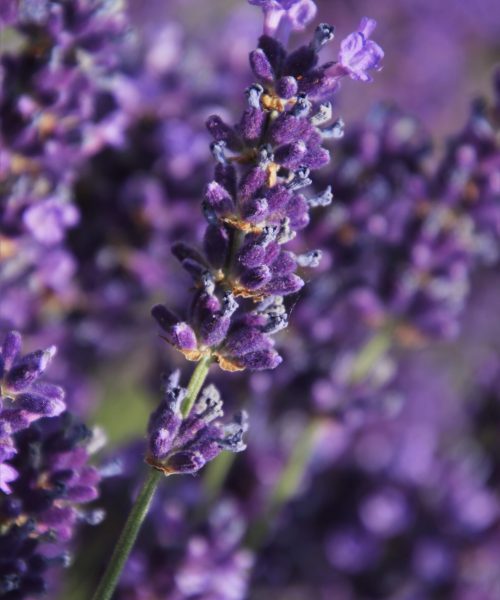 the-lavender-flower-4310150